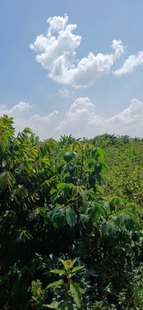 Acres for sale in kikyusa luwero district