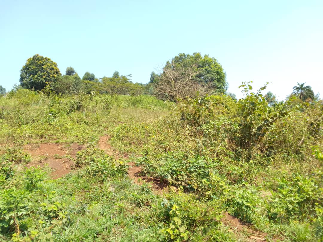 Acres for sale in kikyusa luwero district