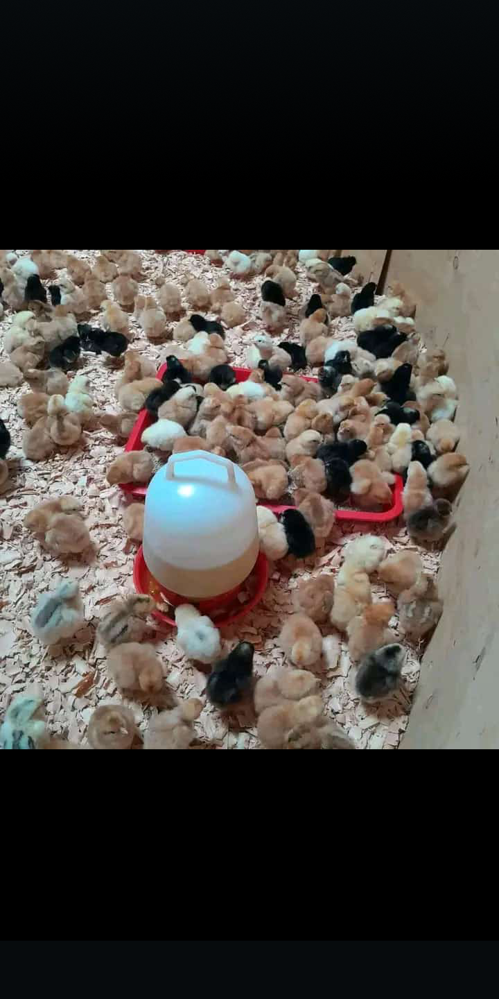 3weeks broilers