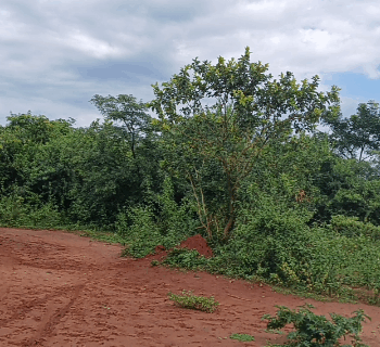 Land on quick sale
