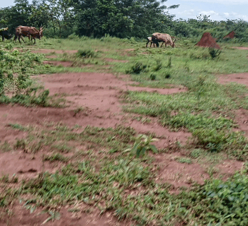 Land on quick sale