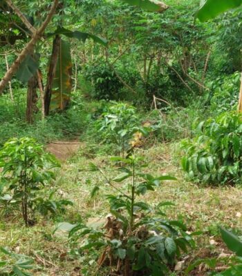 50 Acres Of Land For Sale In Gomba Kanoni