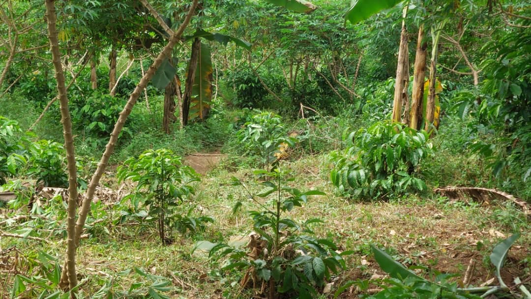 50 Acres Of Land For Sale In Gomba Kanoni