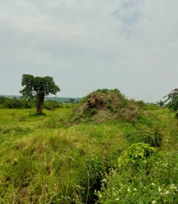 50 Acres Of Land For Sale In Gomba Kanoni