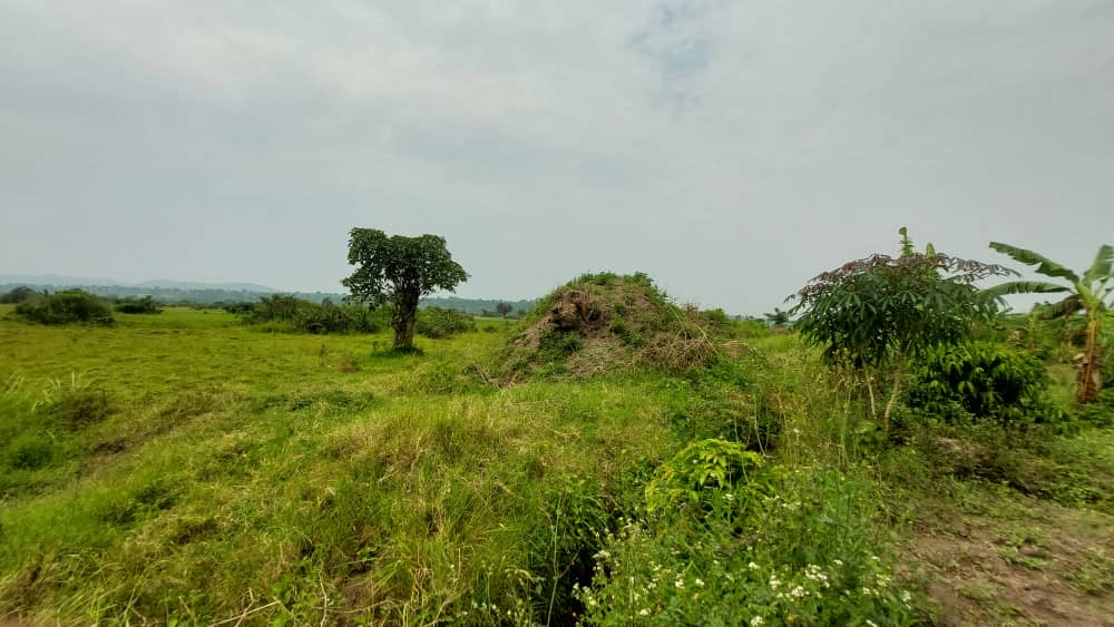 50 Acres Of Land For Sale In Gomba Kanoni