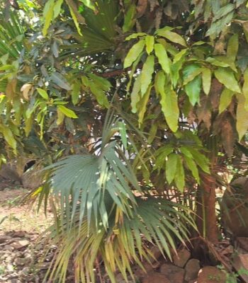 25 Decimals (100×100) For Sale in Kulambo Kisasi