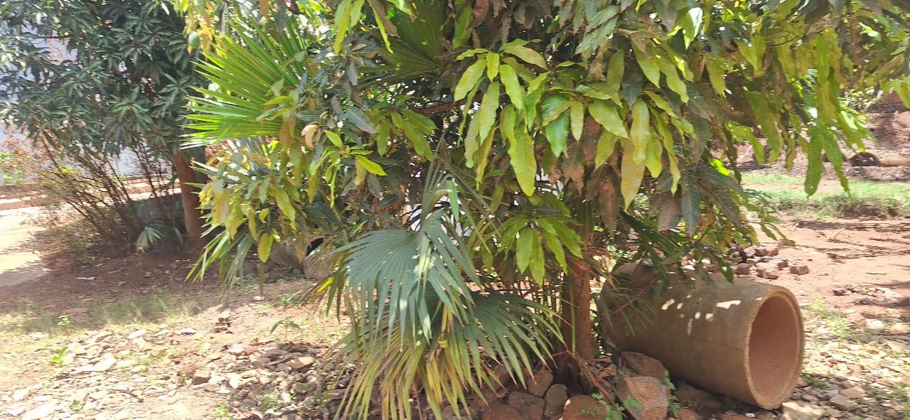 25 Decimals (100×100) For Sale in Kulambo Kisasi