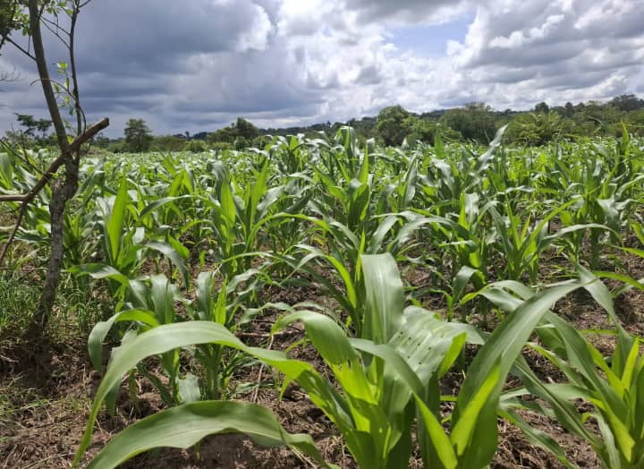 50 fertile acres of land on sale in Bulemeezi-Luweero at 15M per acre with a ready Private Mailo Land title. Sold as a single parcel