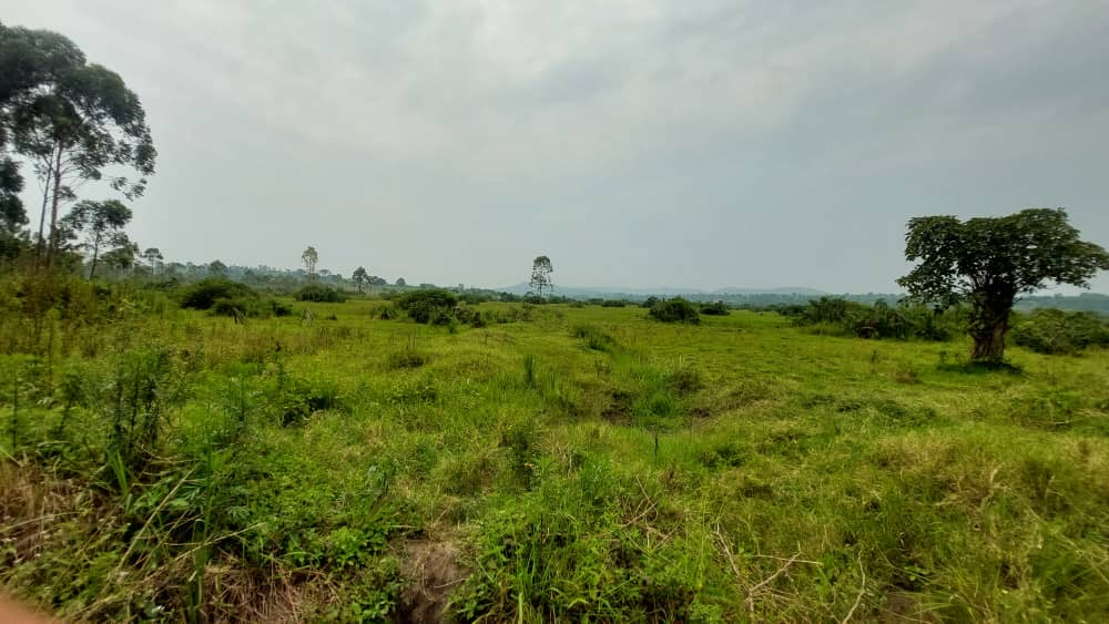 50 Acres Of Land For Sale In Gomba Kanoni