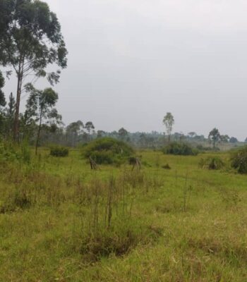 50 Acres Of Land For Sale In Gomba Kanoni