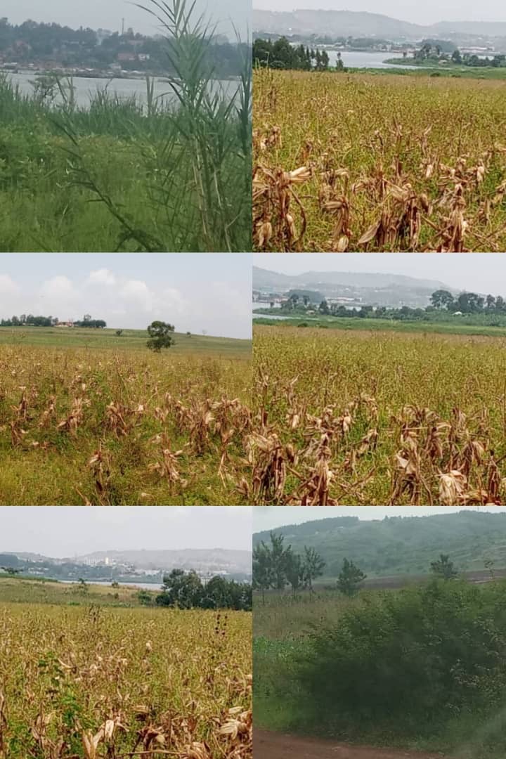 Prime Lakeside For Sale In Njeru