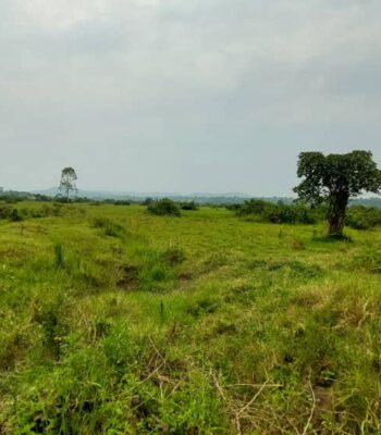 50 Acres Of Land For Sale In Gomba Kanoni