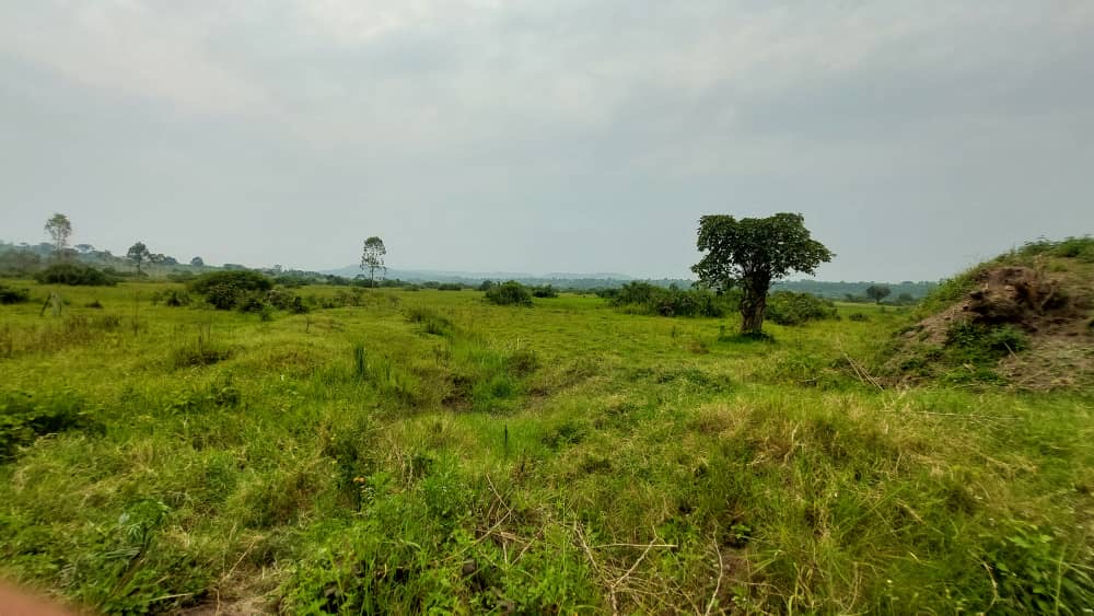 50 Acres Of Land For Sale In Gomba Kanoni